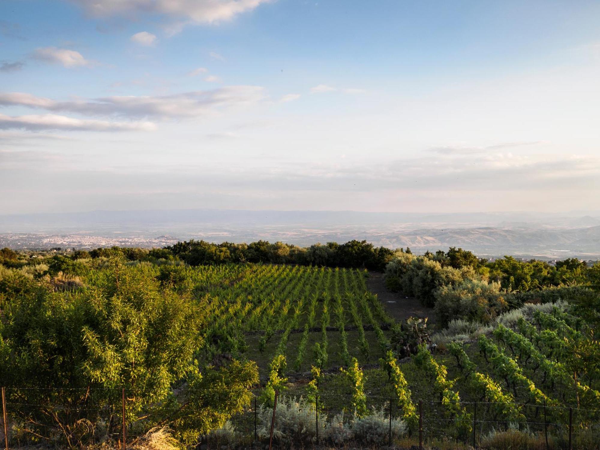 Podere Dell'Etna Segreta - Essential Nature Hotel & Glamping Бианкавила Екстериор снимка